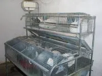 Клетка для кролей маточная КМ-4С