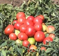 Томат АВ-530 F1 (1000 семян) Atakama Seeds