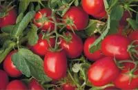 Томат АСТЕРИКС F1 (2500 семян) Syngenta